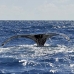 whale_humpback_v_00907_dom3060.jpg